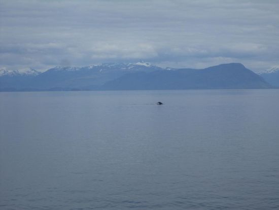 Als wir dann mal aus dem Fenster schauten, zog eine ganze Herde von Buckelwalen vorbei. Wir konnten sie prima sehen.