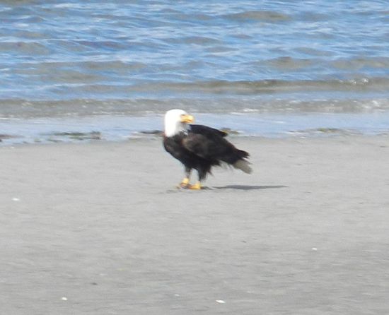 der Weißkopf-Seeadler