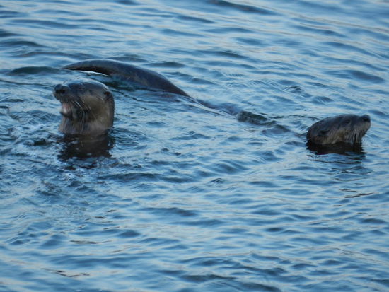 Am Abend jagen dann die Fischotter hinter unserem Wagen Fische. Wir können es genau beobachten, wie sie die Fische fressen. Es ist eine ganze Familie, die gemeinsam jagt.