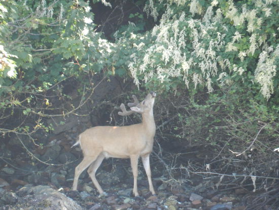 das Abendessen für ihn