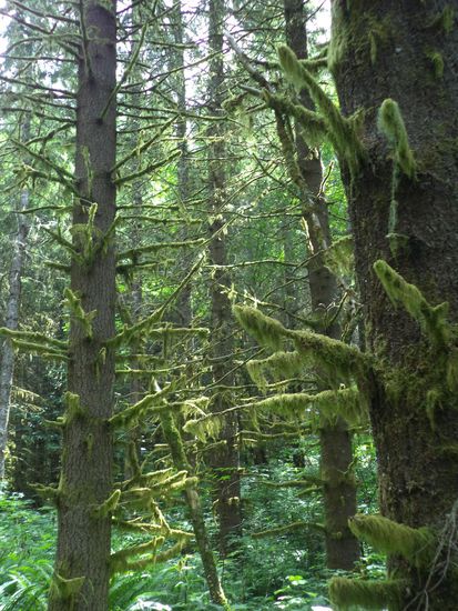 Die Bäume waren voller Moos und Flechten und alles wirkte wie ein verwunschener Wald.