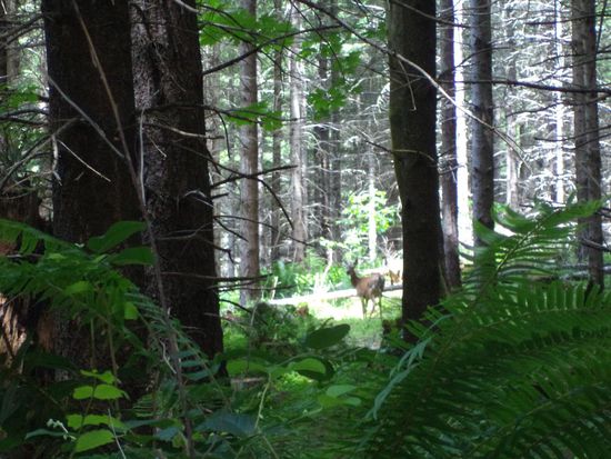 das Deer im Sonnenlicht
