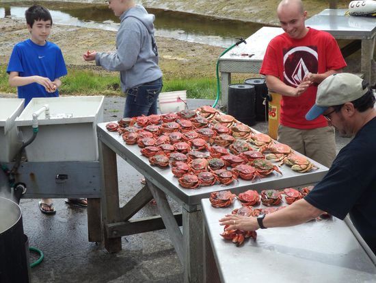 die frisch gekochten Crabs
