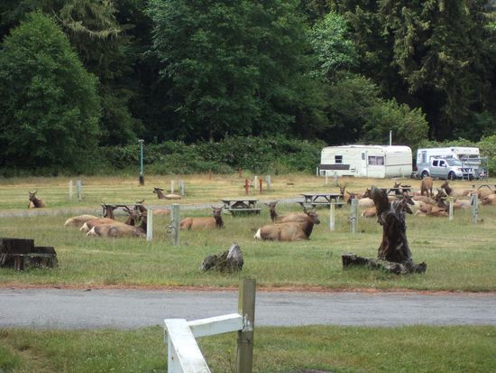 Dann gings weiter auf der 101. Plötzlich wurde vor Elks gewarnt. Wir sahen sie dann auch. Eine ganze Herde lag auf einem Campingplatz.