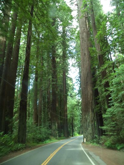 die Allee der Giganten