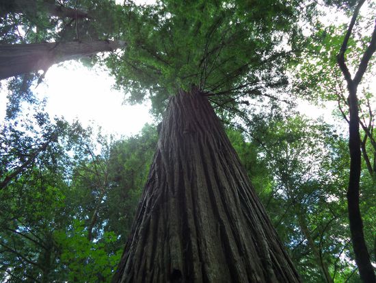 man kann kaum die Krone erkennen