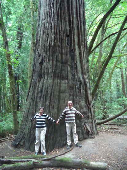 zwei Zebras im Wald ??