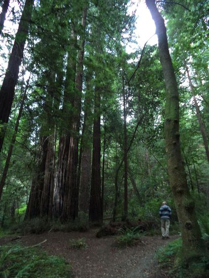 Wir halten mehrfach an und gehen in den Wald hinein und laufen einen Loop.