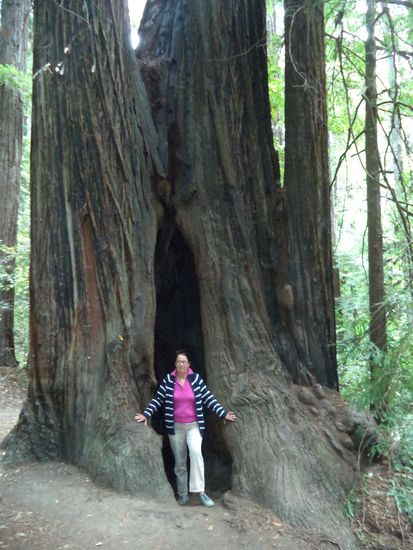 solche große Aushöhlungen gibt es in manchen Bäumen, kann man fast drin wohnen