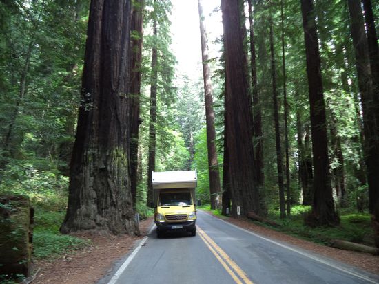 Wie hoch die Bäume sind, zeigt der Größenvergleich mit unserem Auto.