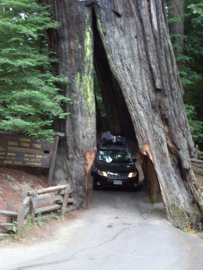 Dann kommt eine Stelle, an der Autos durch einen riesigen Redwood Baum fahren können, wir zwar nicht aber ein SUV mit Dachgepäck paßt doch durch. Ein Schild weist auf das Alter und die Größe des Baumes hin.