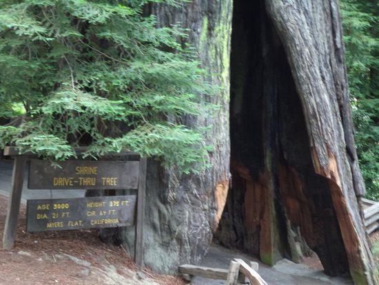 3000 Jahre alt  - 375 Fuß hoch