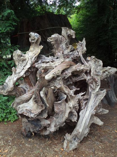 diese alte trockene Wurzel wirkt wie ein Kunstwerk