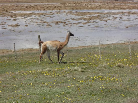 ein Lama läuft davon