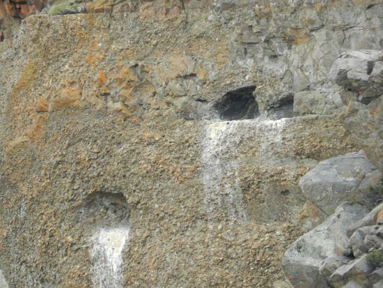 hier nistet der Kondor