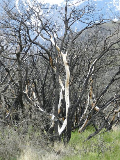 die verbrannten Bäume
