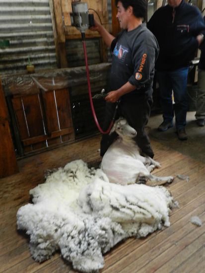 Und nach kurzer Zeit war das Schaf ausgezogen. Die Tiere zitterten vor Kälte, ihres warmen Fells beraubt.
