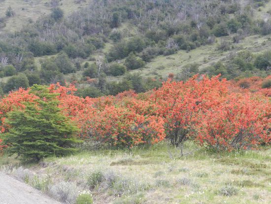 die Feuerbüsche blühen kräftig