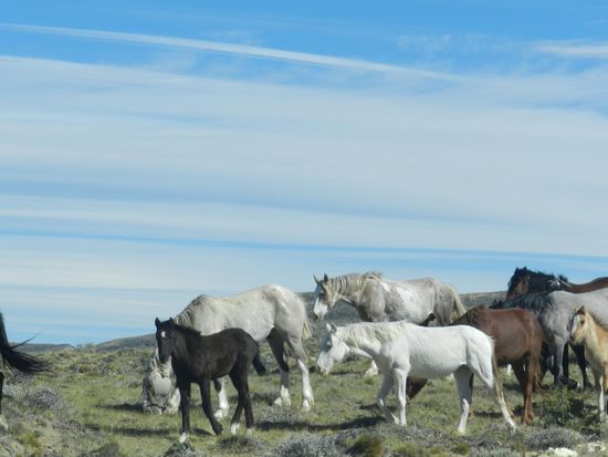 wilde Pferde auf der Straße