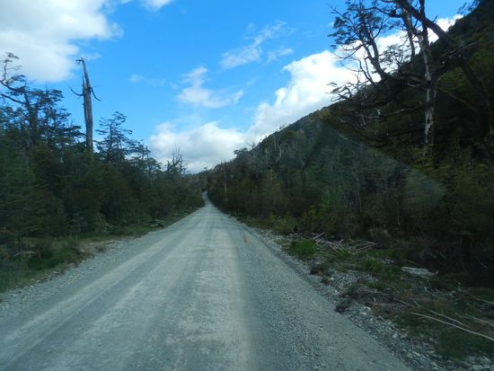 Piste im abgestorbenen Wald