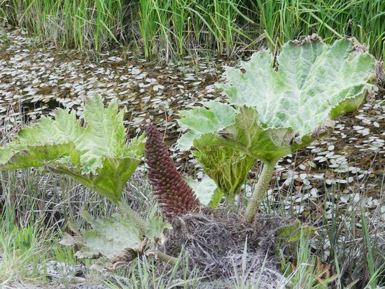 riesige "Rharbarberpflanzen"