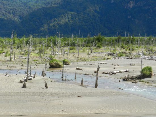 erstickte Bäume im Fluß