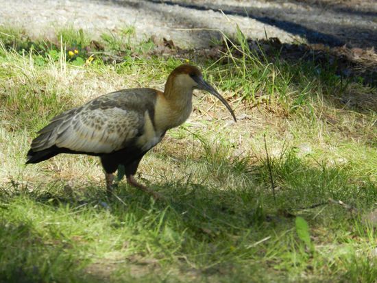 ein großer Säbelschnäbler auf dem Campingplatz