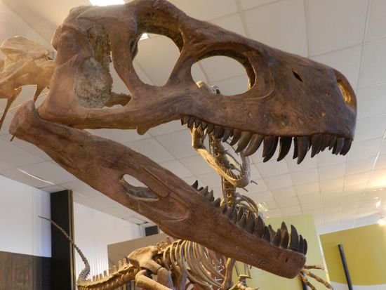 der Schädel eines hungrigen Dinos