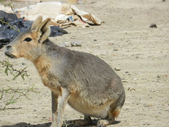 ein Mara