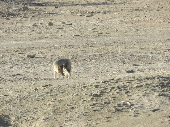 ein Wüstenfuchs