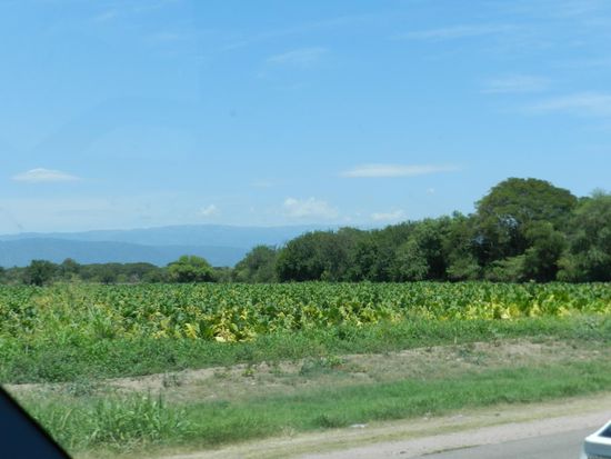 Tabakfelder