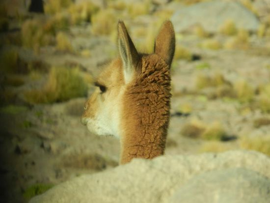 ein Vicuna