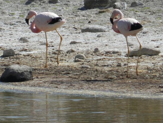 Weiter ging es Richtung San P.d Atacama. Wir kamen noch an einem Salzsee vorbei in dem Flamingos gründelten.