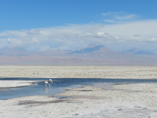 Wir sind durch das Salz gegangen und waren direkt neben den großen Vögeln. 
Im Hintergrund waren die Vulkane zu sehen.