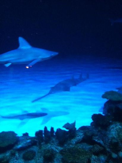 der Sägezahnfisch liegt am Boden und die Haie gleiten lautlos durchs Wasser