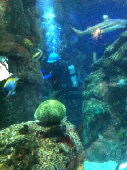 Taucher reinigen die Unterwasserwelt