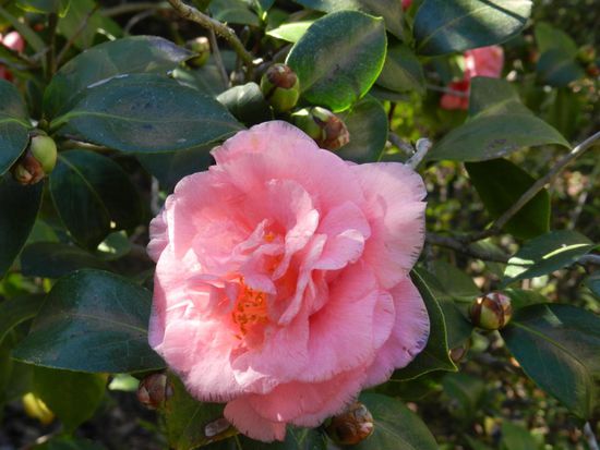 eine wunderschöne Kamelienblüte - Die Kamelien blühten in vielen Farben und es war eine Pracht sie zu sehen.