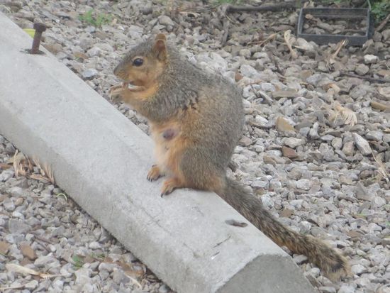 ein putziges Eichhörnchen