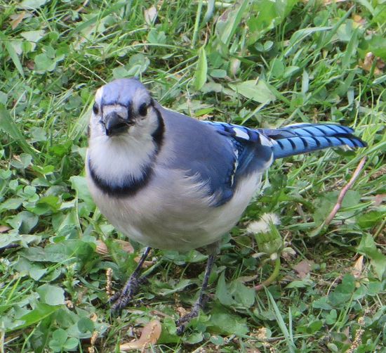 der Blue Jay