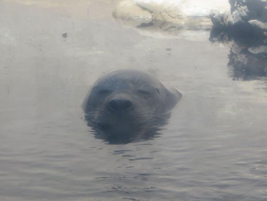 Wir werden schon draußen von einer Robbe begrüßt, die uns neugierig beäugt. Wir bezahlen dann den Eintritt und betreten dann die Welt der Fische.