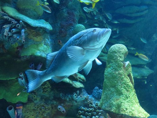 ist das ein Barsch ?