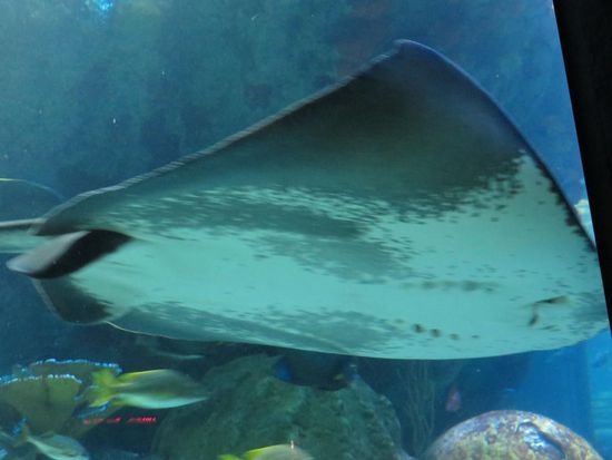 Lautlos schwebt dieser riesige Rochen vorbei