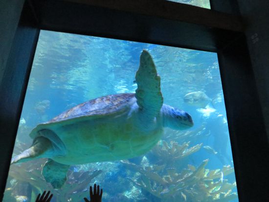 Eine ebenso riesige Schildkröte schwamm vorbei und man hatte das Gefühl, sie sieht sich auch die Besucher an.