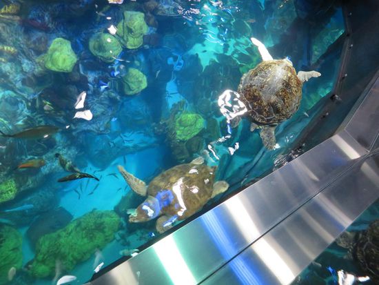 die beiden Schildkröten