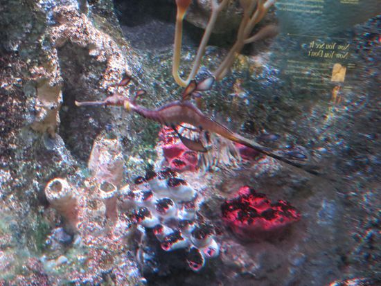 ein großes Seepferd