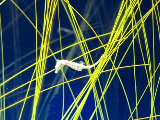 das klitzekleine Seepferdchen