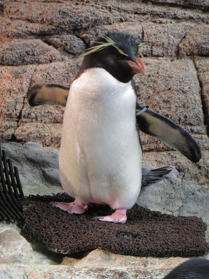 Dann schauten wir der Fütterung der Pinguine zu, dieser kleine wartet schon sehnsüchtig auf Fisch.