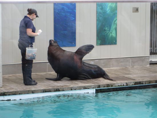 Im Außengehege gab es dann noch einen Vorstellung der Seehunde und einem ganz besonders schweren Kaliber, Otto genannt. Sie machten ein paar Kunststückchen und wurden mit Fisch belohnt