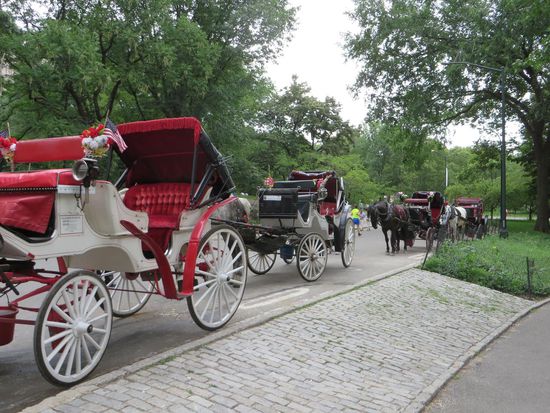 die Pferdekutschen im Central Park