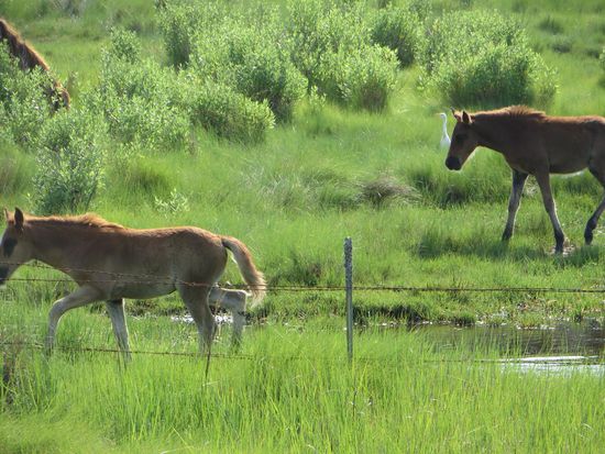 es gibt sogar Fohlen